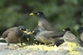 TheÃÂ common mynaÃÂ orÃÂ Indian mynaÃÂ & x28;Acridotheres tristis& x29;, sometimes spelledÃÂ mynah,